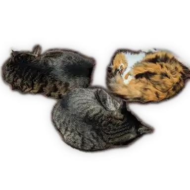 猫が三匹寝ている